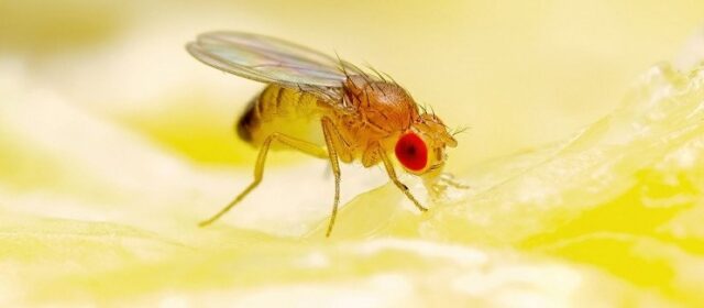 “Hackerato” il cervello di una mosca per controllarne il volo a distanza. Gli scienziati hanno appena dimostrato come è possibile hackerare il cervello di una mosca. Prospettive inquietanti.